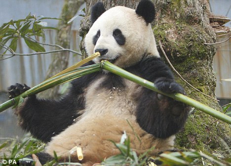 多年来,研究人员一直无法揭开大熊猫为何将难以消化的竹子做为主要食物的谜团 多年来,研究人员一直无法揭开大熊猫为何将难以消化的竹子做为主要食物的谜团