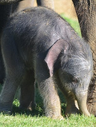 刚出生的小象