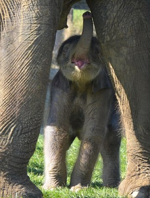 刚出生的小象正在设法喝到母象的奶