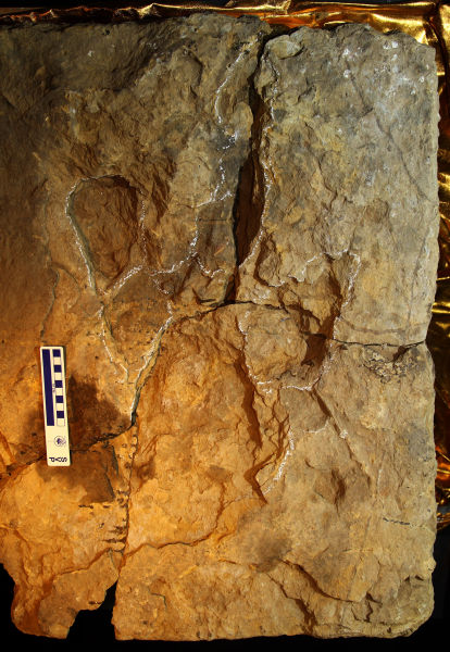 (多图)陕西发现中国最大肉食恐龙足迹