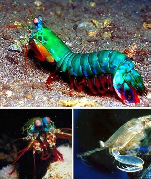 拥有“双重身份”奇特动物螳螂虾，它既是螳螂又是虾