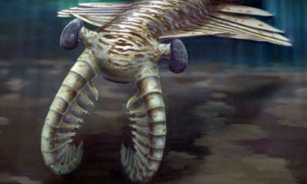 图：澳大利亚发现奇虾复眼化石 距今5亿多年