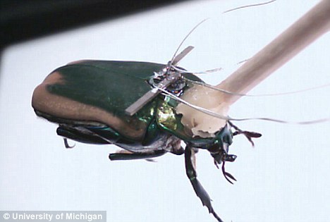 一只背上安装微型发电机的甲虫。这项技术可用于在灾区执行营救任务，也可进行军事侦察