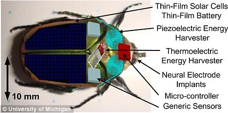 美科学家为昆虫装微型摄像头利用翅膀拍打供能