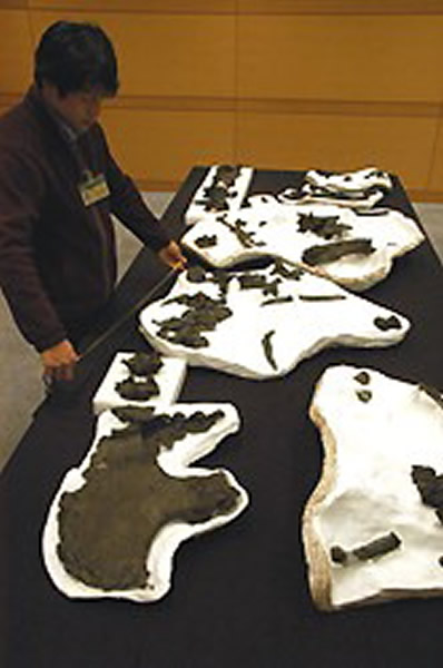 日本长崎发现史前犀牛化石 距今1800万年前