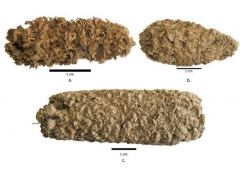 墨西哥沿海发现6700年前古代秘鲁爆米花(图)