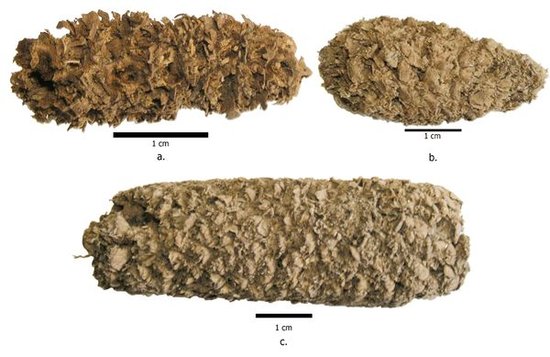 墨西哥沿海发现6700年前古代秘鲁爆米花(图)