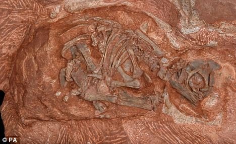 1.9亿年前最古老恐龙巢窝包含340枚恐龙蛋