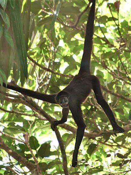 哥伦比亚发现近乎灭绝珍稀褐蛛猴(图) 