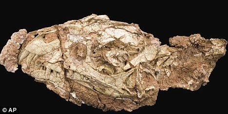 美国发现2.05亿年前暴牙龙:双腿直立行走