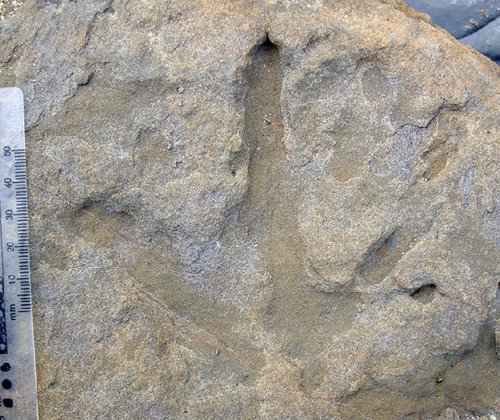 澳大利亚发现南极洲恐龙足迹群 身形大小迥异