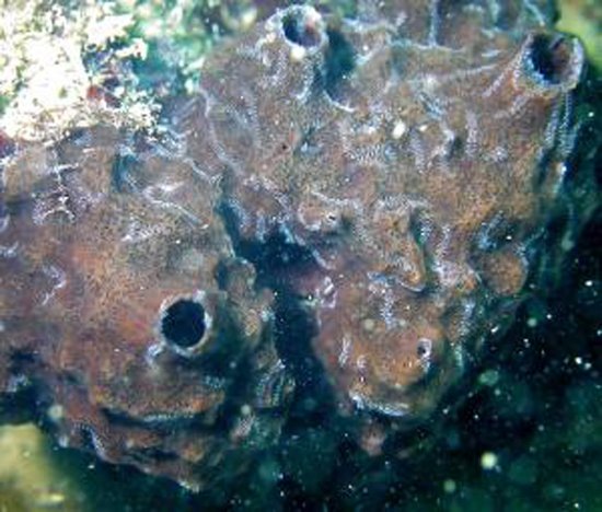 科学家最新发现一种与海绵共生蠕虫新物种
