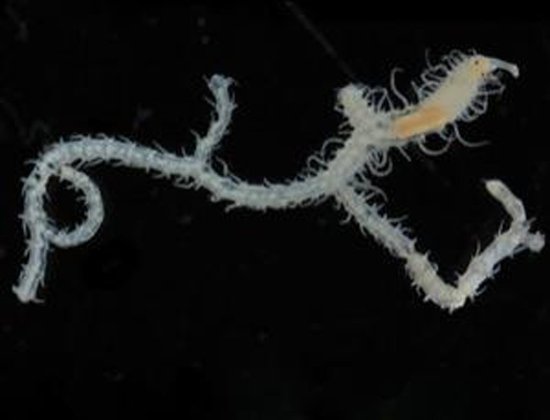 科学家最新发现一种与海绵共生蠕虫新物种