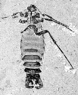 　　▲ 早白垩世的跳蚤化石(距今约1.2亿年）。背和腹部扁平，足细长，上面有很多像梳子一样排列的栉状刚毛。　　显微镜下的现代跳蚤（平均身长1-3毫米），身体侧扁，且腿部发达。
