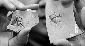 　　中生代“巨蚤”化石中跳蚤体型最大的两块化石。当时跳蚤平均体长在1.5厘米左右。