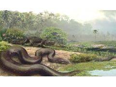 南美洲发现6000万年前巨大蛇类化石(图)