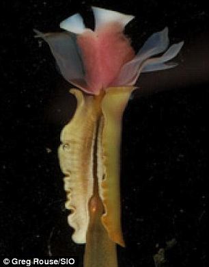 巴勒姆氏瓣臂须腕虫(Lamellibrachia barhami)是生活在哥斯达黎加近海的热液喷口和甲烷喷口的一种管状蠕虫
