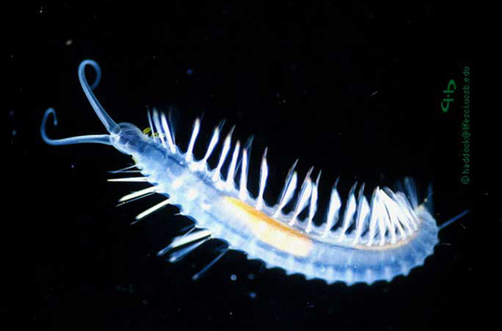 11种奇特荧光动物:海蜗牛受惊会发光(图)