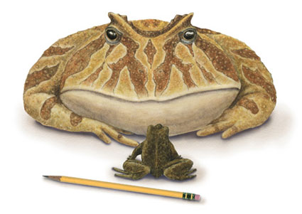 史前七种最大动物：魔鬼蛙竟能吞食恐龙(组图)