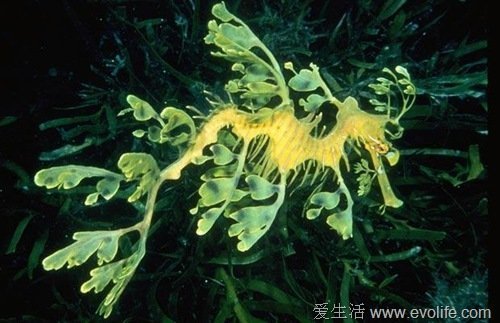 海龙属于海马科，以其身上覆盖的繁多的叶状物体作为伪装。这种生物生活在澳大利亚平静、冰冷的海水中，于1982年被列为澳大利亚的受保护动物。下图中这只海龙很有可能是本文中最漂亮女士了。