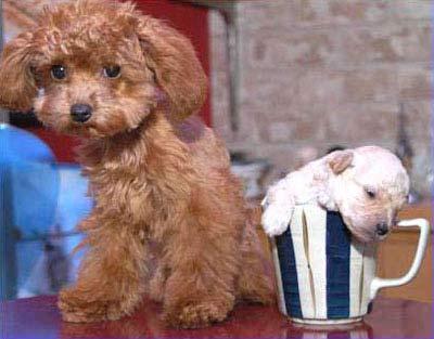 东京：在杯子里打瞌睡的狗宝宝，这种动物界的新贵狗种幼犬出生的时候仅重100克(约合0.24磅)，每只这样的狗宝宝标价约650，000日元(约合5509美元)。