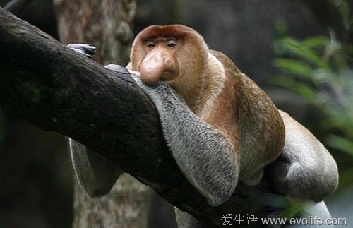 长鼻猴最鲜明的特征就是雄性长鼻猴有大大的凸出的鼻子。有人认为，雌性长鼻猴更喜欢大鼻子的雄性长鼻猴。小编看到它想起了法国著名演员杰拉尔·德帕迪约，不知道看官您会想起谁。