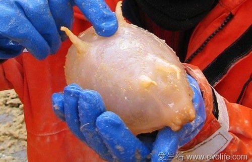 全球30种罕见动物大盘点:惊现紫色北极熊(1)_科技频道_光明网