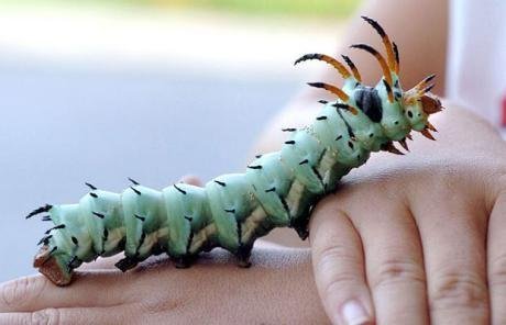 2004年7月，年仅9岁的罗根·达拉兰德在位于美国肯塔基州自家的前院里发现了这只头部长着几只小角的毛虫。据悉，该毛虫是角蠋蛾的幼虫。