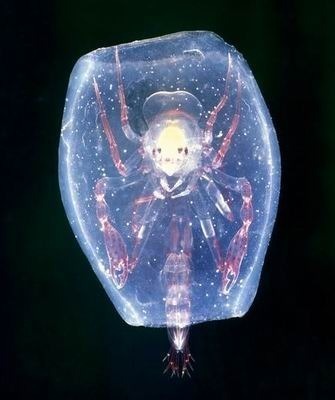 这是一种小型甲壳类动物，它们将自己放置在一个胶状桶结构中。这种甲壳类动物看起来非常像科幻电影中的神秘外星生物。