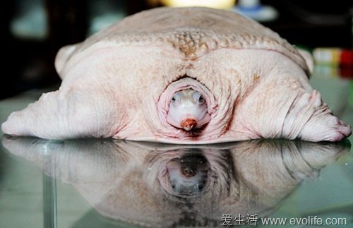全球30种罕见动物大盘点:惊现紫色北极熊(1)_科技频道_光明网