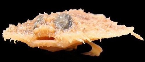 它看上去像一张薄烤饼，但又像长着手臂的一条鱼或者一只蝙蝠，还会跳跃。实际上这是科学家最新发现的跳跃薄饼蝙蝠鱼。是科学家最新分类的十大最奇特美妙新物种之一。