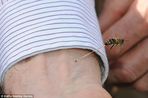 死亡的代价：蜜蜂蛰人过程特写抓拍
