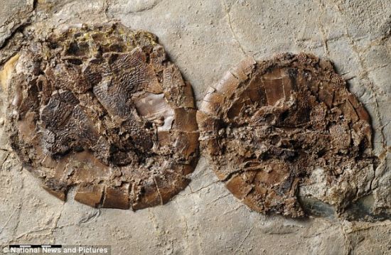 科学家发现5000万年前交配时死亡乌龟化石(图)