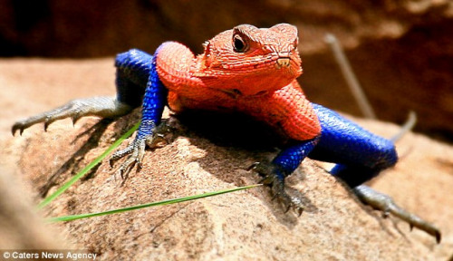 英摄影师拍罕见蜥蜴红蓝相间造型酷似蜘蛛侠