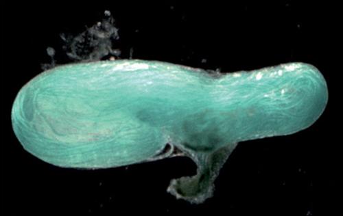 史前动物化石发现巨型精子：为体长十倍(图) 