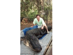 男子湖中抓到4米多长巨型鳄鱼 用