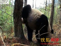 <font color='#FF0000'>熊猫喜欢倒立身体在树上撒尿之谜</font>