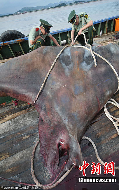 浙江渔民捕获重达1吨的巨型蝠鲼