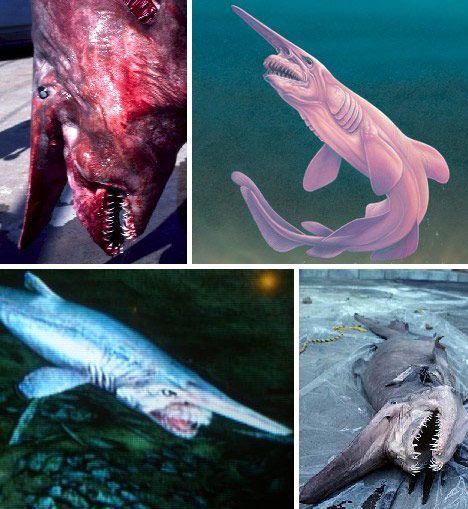 探索海洋世界中最奇异的十种鲨鱼