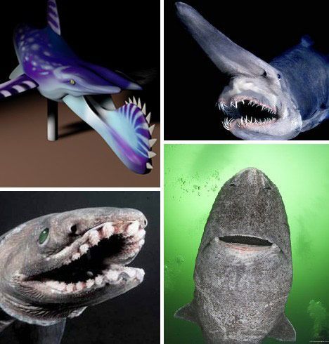 探索海洋世界中最奇异的十种鲨鱼