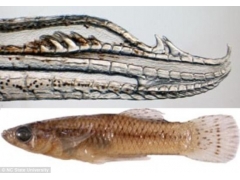 Gambusia quadruncus鱼雄性生殖器拥有四个