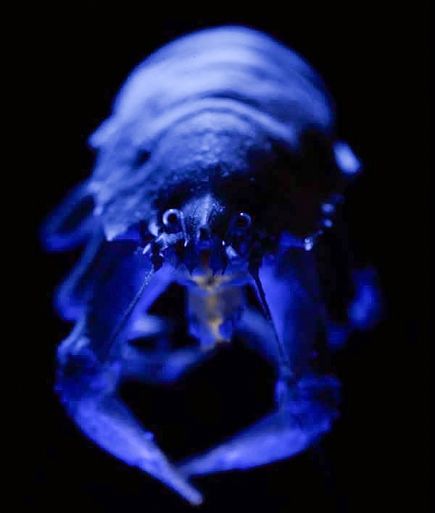 加勒比海的发现会发光深海动物