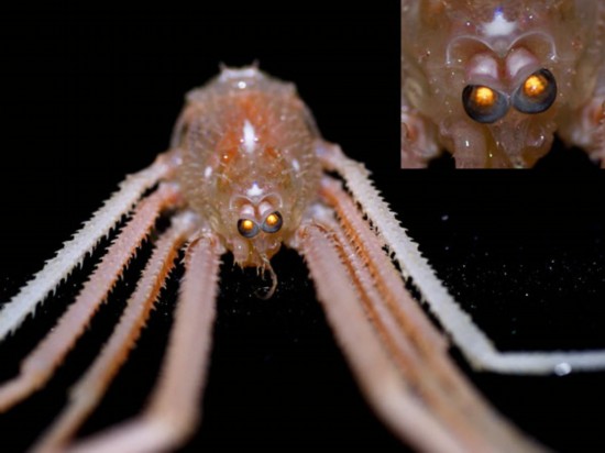 加勒比海的发现会发光深海动物