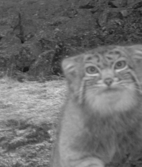 神秘猫科动物惊现喜马拉雅山区