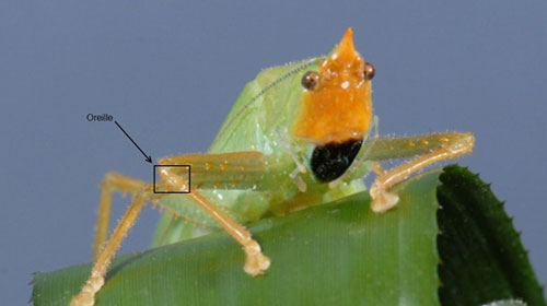 科学家在昆虫腿上发现能探测超声波的“耳朵”