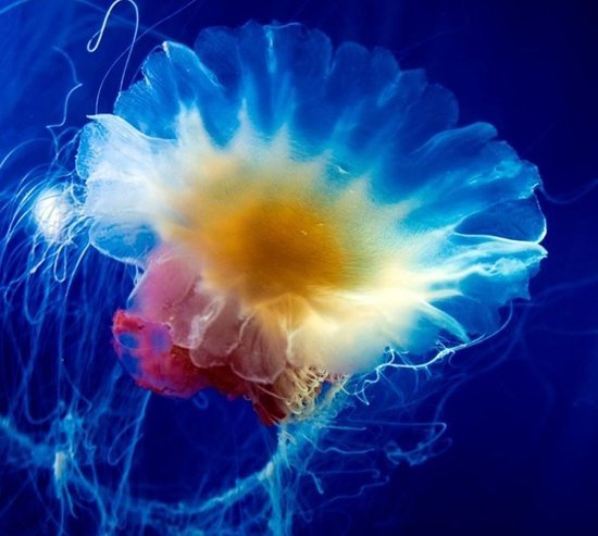 科学家试图揭开水母长生不老的秘诀