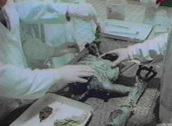 美国军方收藏了14-16具外星人尸体