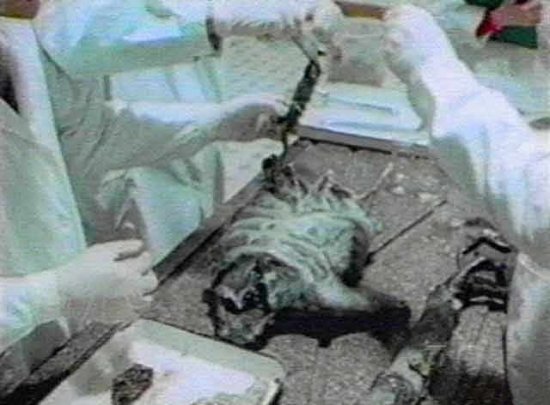 美国军方收藏了14-16具外星人尸体