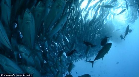 数千条鱼在墨西哥科特斯海附近水域聚在一起，形成这个巨大鱼群。你从这张照片中可清楚地看到它们的眼睛、嘴巴和鳍。