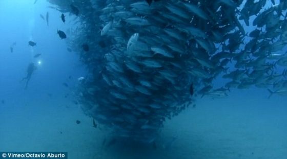 这个完全由鱼群形成的水下龙卷风11月出现在墨西哥海岸附近，令潜水者着迷。从照片中不难看出，左边有位潜水者正缓慢靠近这个巨大鱼群。